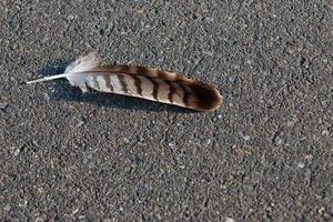 Bird feather that has fallen to the pavement photo