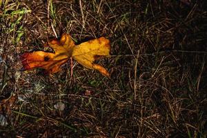 Dead fallen autumn leaf on dry grass photo