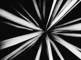 Abstract black and white plant top view photo