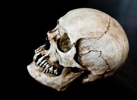 cráneo humano de fibra de vidrio de lado a lado con fondo negro foto