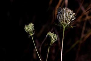 plantas verdes del suelo del bosque que crecen en un grupo foto