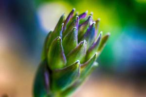 Garden succulent growing in the summer photo