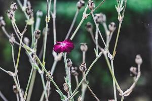 brillantes vívidas hermosas flores en flor foto