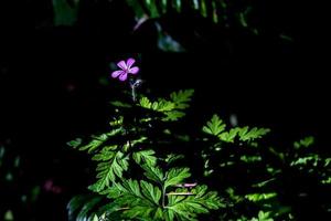 Purple wildflower reaching out to the first dawn morning light photo