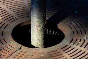 Small diameter tree trunk growing through a street grate photo