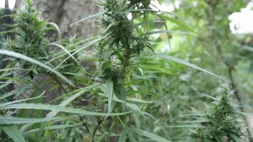 plante de bourgeon de cannabis de chanvre. fleur de marijuana femelle en fleurs video