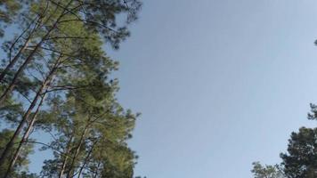 Blick auf den Baum, während man sich schnell auf dem Motorrad unter dem Baumwald in der lokalen Bergregion unter blauem Himmel bewegt video