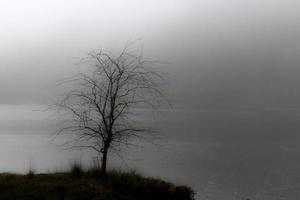 White foggy delta solitary tree on an island over water photo