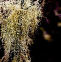Glenelg Lichen clinging to a branch dripping with dew photo