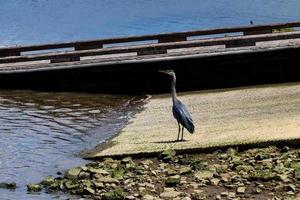 gran garza de pie en un lanzamiento de barco junto a un pequeño muelle foto