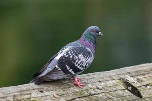 Pidgeon close up with glowing red eye photo