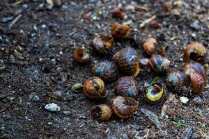 Empty snail shells on dirt in a garden photo