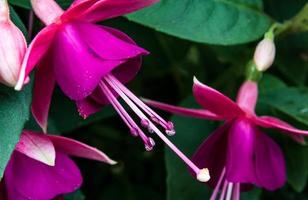 Abstract close up fuchsia blooms photo