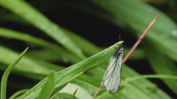 zwart geaderd wit vlinder aporie crataegi Aan tulp blad. wit vlinder onder raun video