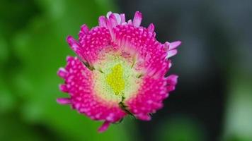 dichtbij omhoog, roze bloem Aan een groen wazig tuin achtergrond. mier Aan een bloem. aster. zomer natuur concept video
