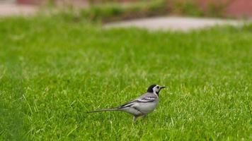 Wagtail is looking for food in the meadow. Bird looking for food for chicks. Genus of birds of the order passerine. Close up view at a little wagtail Motacilla alba video