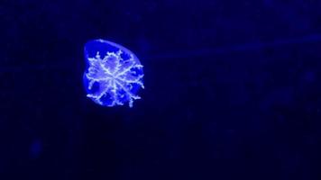 winzige Mondquallen in blauem Licht in einem großen Aquarium