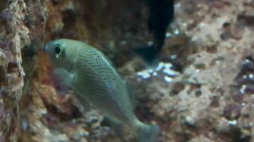 pez ronco blanco en un arrecife de méxico video