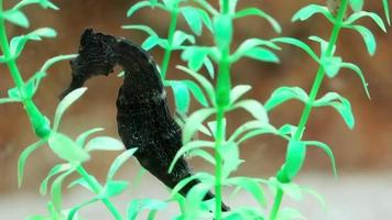 Lined seahorse Hippocampus erectus video