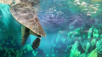 chelonia mydas sköldpadda önskar till fly från akvarium video