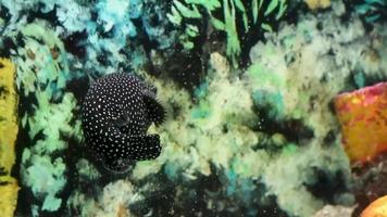 Black white spotted puffer fish Arothron meleagris video