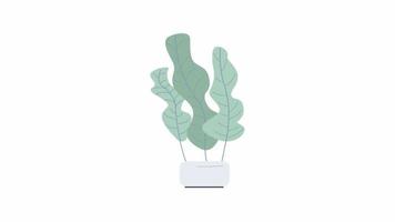 objet de plante d'intérieur tropicale animée. plante en pot à grandes feuilles. élément plat pleine grandeur sur fond blanc avec transparence du canal alpha. séquences vidéo hd de style dessin animé coloré pour l'animation video