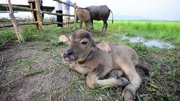 búfalo bebé sentarse en el suelo video