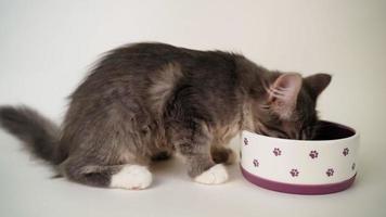 Cute hungry gray kitten eats from a lilac bowl on a white background. Homeless cat was sheltered home. video