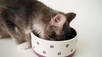 söt hungrig grå kattunge äter från en lila skål på en vit bakgrund. hemlös katt var skyddad Hem. video