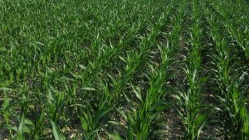 maïs landbouw teelt biologisch veld- video