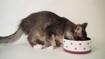 lindo gatinho cinza com fome come de uma tigela lilás sobre um fundo branco. gato sem-teto foi abrigado em casa. video