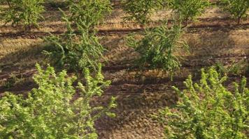 mandorla alberi agricoltura agricoltura campo video