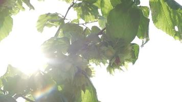 nocciola albero agricoltura azienda agricola campo nel langhe, Piemonte Italia video