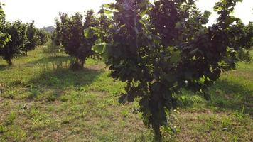 Hazelnut Trees Agriculture Field Aerial View video