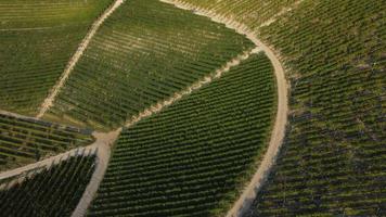 vue aérienne du vignoble à langhe, piémont italie