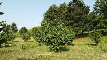 Hazelnut Trees Agriculture Field Aerial View video