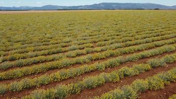 Helichrysum Italicum or curry plant yellow flowers agriculture cultivation aerial view video