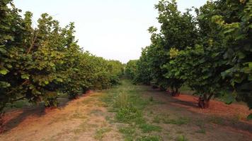 Hazelnut Trees Agriculture Field Aerial View video