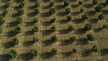 Haselnussbäume Landwirtschaft Feld Luftbild video