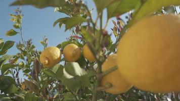 limones en limonero. agricultura orgánica agricultura, planta de cítricos video