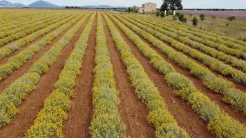 helichrysum italicum o planta de curry flores amarillas agricultura cultivo vista aérea video