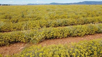 Helichrysum italicum ou curry plante fleurs jaunes agriculture culture vue aérienne video