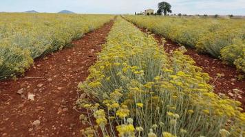 helichrysum italicum o planta de curry flores amarillas agricultura cultivo vista aérea video