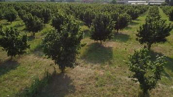 Hazelnut Trees Agriculture Field Aerial View video