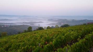 weinberg luftaufnahme in langhe, piemont italien video