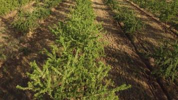 Almond Trees Agriculture Farming Field video