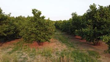 Hazelnut Trees Agriculture Field Aerial View video