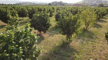 Haselnussbäume Landwirtschaft Feld Luftbild video