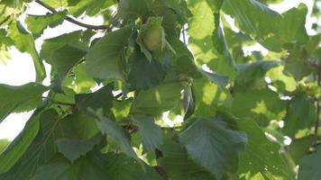 Hazelnut Tree Agriculture Farm Field in Langhe, Piedmont Italy video