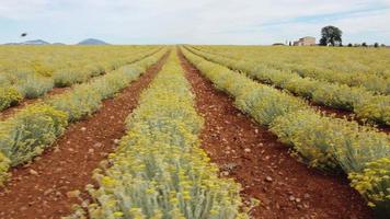 Helichrysum Italicum or curry plant yellow flowers agriculture cultivation aerial view video